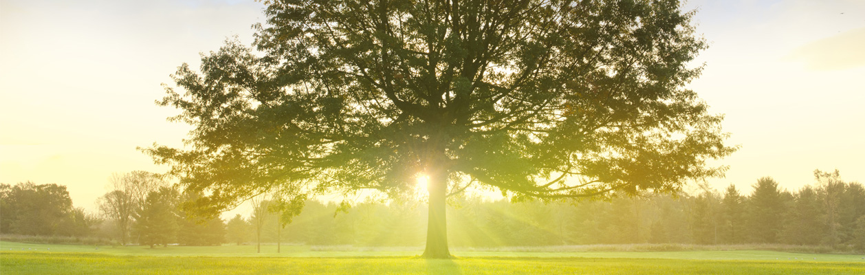 spirit tree and psychics